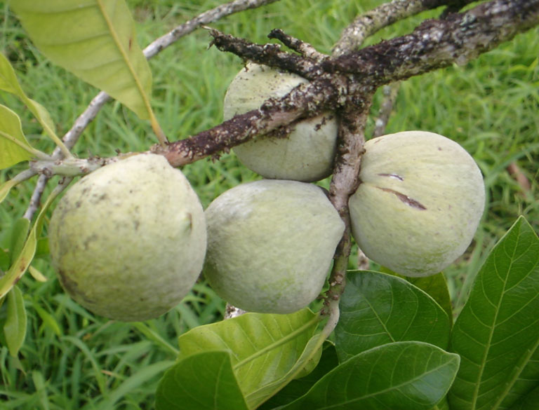 پوتریا هیپوگلاسا